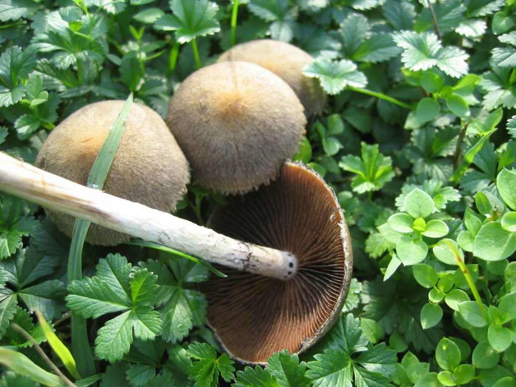 2005 :  Un anno di funghi
